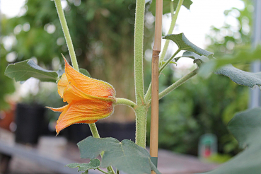 Fremontodendron californicum California Glory (40-60 cm) gelber Flanell-Strauch, Flanellbusch