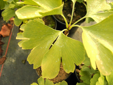 Preview: die besonderen Blätter des Faecherblattbaumes - Ginkgo