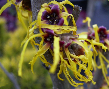 Hamamelis intermedia Barmstedt Gold (40-60 cm) - Zaubernuss Barmstedt Gold