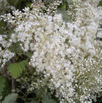 Scheinspiere - Schaumspiere - Kaskadenstrauch - Holidiscus discolor var. arifolius