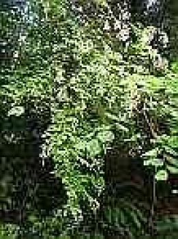 Preview: Holidiscus discolor var. arifolius - Scheinspiere - Kaskadenstrauch - Schaumspiere