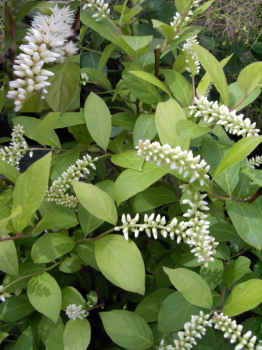 Itea virginica - Rosmarinweide