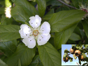 Mespilus germanica (100-150 cm) - Echte Mispel - Ursprungsart