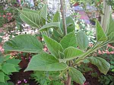 Blauglockenbaum Blauglockenbäume