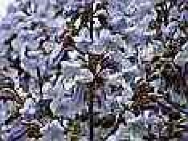 Blauglockenbaum Blauglockenbäume