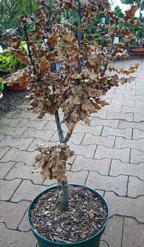 Quercus cerris 'Curly Head' (R) (40-50 cm) - Zerr-Eiche (Zwerg-Eiche)
