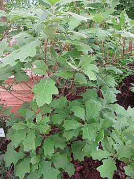 Quercus ilicifolia 'Nana' (40-60 cm) - Amerikanische Straucheiche