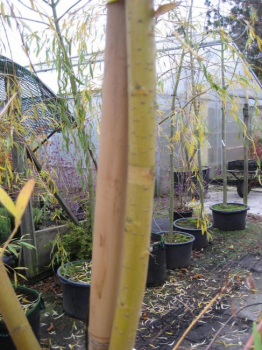 Salix alba Tristis 150-175 Trauerweide Hängeweide