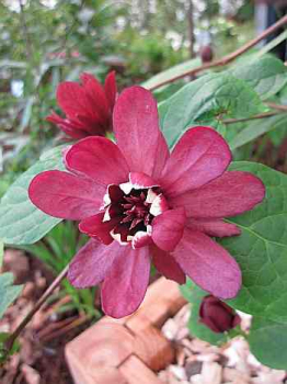 Sinocalycalycanthus raulstonii 'Hartlage Wine' (30-40 cm) Chinesischer Wachsstrauch