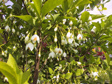 Styrax japonica 'Emerald Pagoda' (40-60 cm) - Japanischer Schneeglöckchenstrauch