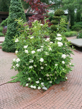 Viburnum nudum 'Pink Beauty' (25-30 cm) - Schneeball