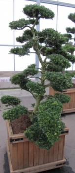 Ilex crenata 'Kin Me' Bonsai (175-200 cm) - Japanischer Stechpalmen Bonsai