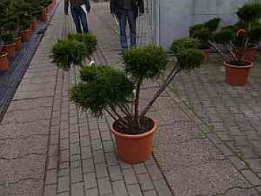 Preview: Juniperus media Mint Julep Bonsai (80-100 cm) - Grüner Strauchwacholder Bonsai