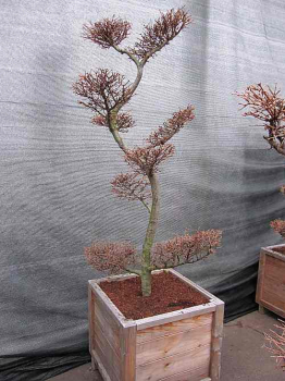 Larix kaempferii Bonsai (150-175 cm) - Japanischer Lärchen Bonsai