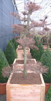 Larix kaempferii Bonsai (150-175 cm) - Japanischer Lärchen Bonsai