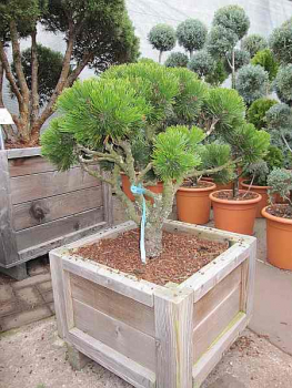 Pinus leucodermis 'Schmidtii' Bonsai (30-40 cm) - Schlangenhaut-Kiefer-Bonsai
