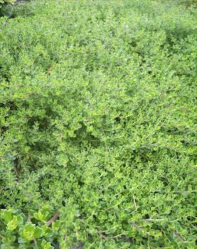 Baccharis magellanica Baca - Kreuzstrauch Baca - 20-30