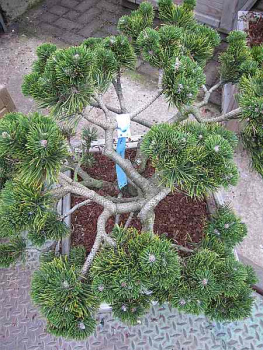 Pinus mugo 'Jacobsen' Bonsai (50-60 cm) Bergkiefer-Bonsai (Latsche, Legföhre, Krüppelkiefer)