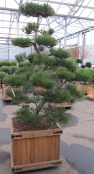 Preview: Pinus thunbergii Bonsai (150-175 cm) Japanische Schwarzkiefer