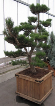 Preview: Pinus thunbergii Bonsai (150-175 cm) Japanische Schwarzkiefer