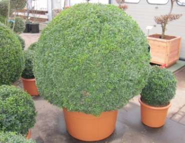 Preview: Buxus sempervirens arborescens 'Kugel' (100-125 cm) - Formschnitt Buchsbaum-Kugel