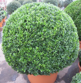 Preview: Buxus sempervirens arborescens 'Kugel' (100-125 cm) - Formschnitt Buchsbaum-Kugel