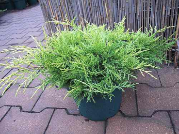 Juniperus chinensis "Golden Saucer" 25-30