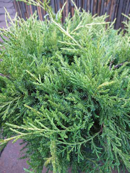 Juniperus chinensis "Golden Saucer" 25-30