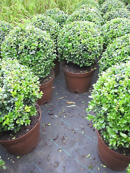 Buxus sempervirens arborescens Kugel (25-30 cm) - Formschnittgehölz Buchsbaum-Kugel