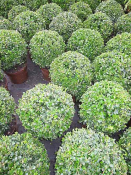 Buxus sempervirens arborescens Kugel (25-30 cm) - Formschnittgehölz Buchsbaum-Kugel