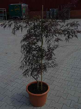 Acer palmatum 'Crimson Princess' (100-125 cm) Bizarr - Formschnittgehölz Japanischer Fächeraho