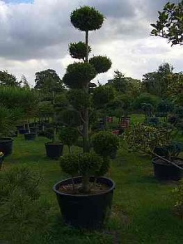 Chamaecyparis lawsoniana Ivonne (250 cm) - Formschnittgehölz Scheinzypresse