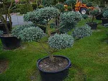Chamaecyparis pisifera 'Boulevard' Formschnitt (100 cm) - Formschnittgehölz Sawara-Scheinzypresse