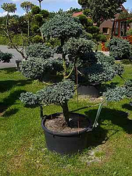 Preview: Chamaecyparis pisifera 'Boulevard' Formschnitt (130 cm) - Formschnittgehölz Sawara-Scheinzypresse