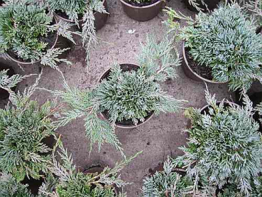 Juniperus horizontalis Icee Blue ® ca. 20-25 cm