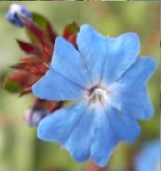Ceratostigma 'Griffithii' (15-20 cm) - Burma-Bleiwurz (Hornnarbe)