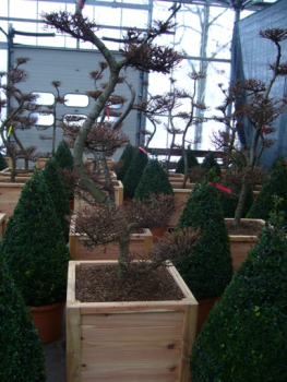 Preview: Larix kaempferii Bonsai (150-175 cm) - Japanischer Lärchen Bonsai