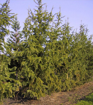 Larix kaempferii Bonsai (150-175 cm) - Japanischer Lärchen Bonsai