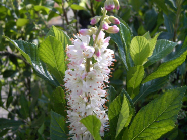 Clethra alnifolia 'Rosea' (40-60 cm) - Zimterle (Scheineller, Silberkerzenstrauch)