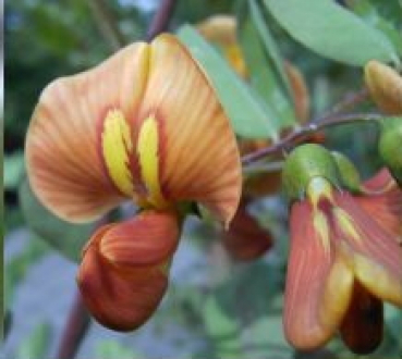 Colutea arborescens (60-100 cm) - Blasenstrauch