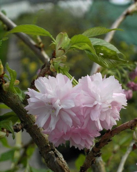 Prunus serrulata 'Kiku-shidare-Zakura' (60-100 cm) - Japanische Hänge-Zierkirsche