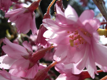 Prunus subhirtella 'Autumnalis rosea' (60-100 cm) - Japanische Schneekirsche (Winterkirsche)
