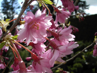Preview: Prunus subhirtella 'Autumnalis rosea' (60-100 cm) - Japanische Schneekirsche (Winterkirsche)