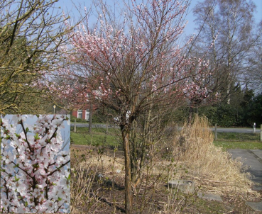 Prunus tomentosa 'Orient' (60-100 cm) - japanische Zierkirsche (Filzkirsche)