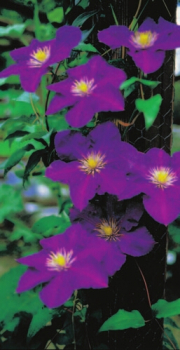 Preview: Clematis hybride 'Lady Betty Balfour' (60-100 cm) - Waldrebe (Klematis)