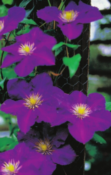 Preview: Clematis hybride 'Lady Betty Balfour' (60-100 cm) - Waldrebe (Klematis)