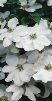 Clematis 'Madame le Coultre' (60-100 cm) - Waldrebe (großblumige Klematis)
