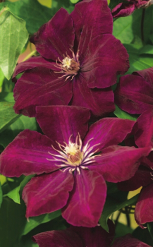 Clematis hybride 'Rouge Cardinal' (60-100 cm) - Waldrebe (großblütige Klematis)