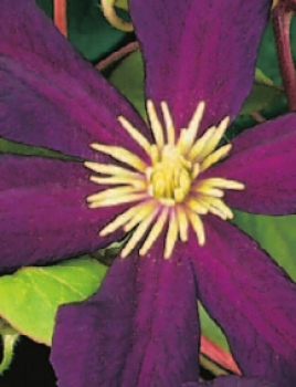 Clematis hybride 'Romantika' (60-100 cm) - Waldrebe (Klematis)