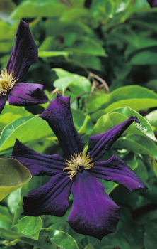 Preview: Clematis hybride 'Romantika' (60-100 cm) - Waldrebe (Klematis)